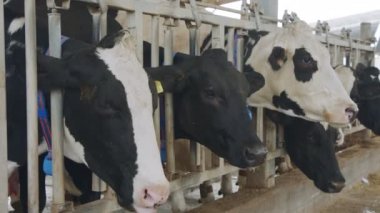 İnek yiyen inekler büyük bir süt çiftliğinde, süt üretiminde