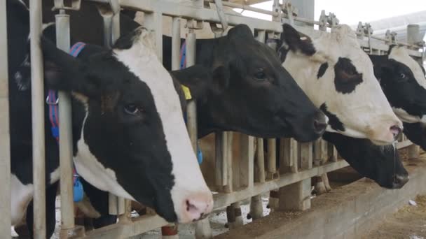 Vacas comiendo ensilaje en una granja lechera grande, producción de leche — Vídeo de stock