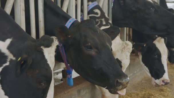 Vacas comendo silagem em uma grande fazenda de laticínios, produção de leite — Vídeo de Stock