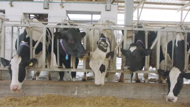 Vacas comendo silagem em uma grande fazenda de laticínios, produção de leite — Vídeo de Stock