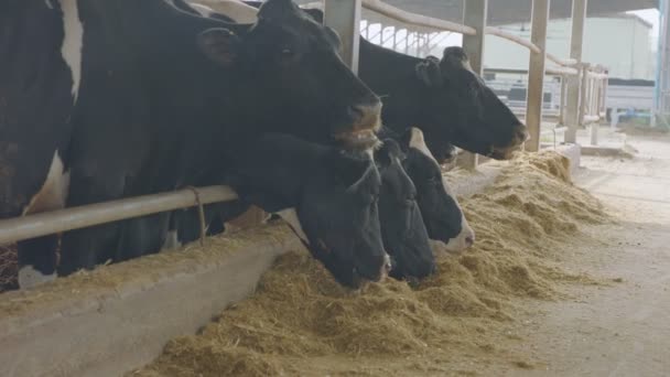 Vacas comendo silagem em uma grande fazenda de laticínios, produção de leite — Vídeo de Stock