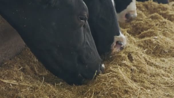 Vacas comendo silagem em uma grande fazenda de laticínios, produção de leite — Vídeo de Stock