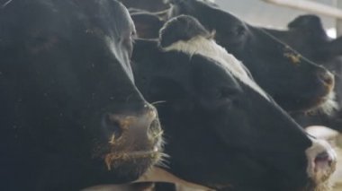 İnek yiyen inekler büyük bir süt çiftliğinde, süt üretiminde