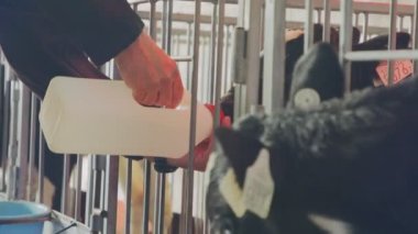 Süt çiftliğindeki kafeslerde yeni doğmuş yavrular