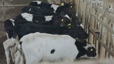 Süt çiftliğindeki kafeslerde yeni doğmuş yavrular