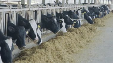 İnek yiyen inekler büyük bir süt çiftliğinde, süt üretiminde