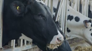 İnek yiyen inekler büyük bir süt çiftliğinde, süt üretiminde