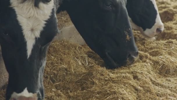 Корови їдять Silage у великій молочній фермі, виробництво молока — стокове відео