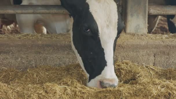 Vacas comiendo ensilaje en una granja lechera grande, producción de leche — Vídeo de stock