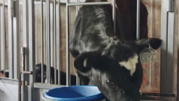 Jonge pasgeboren kalveren in kooien op een melkveebedrijf — Stockvideo