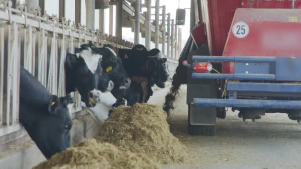 Alimentação de vacas com um misturador TMR autopropulsionado numa exploração leiteira — Vídeo de Stock