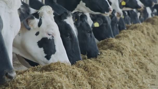 Vacas comiendo ensilaje en una granja lechera grande, producción de leche — Vídeo de stock