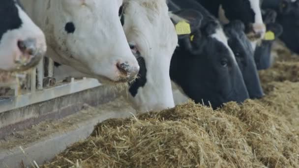 Cows eating Silage in a large dairy farm, milk production — Stock Video