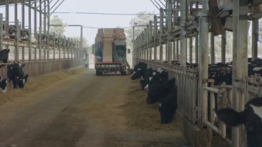 İnek yiyen inekler büyük bir süt çiftliğinde, süt üretiminde