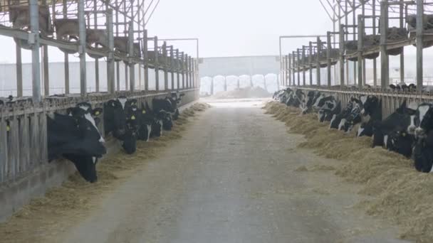 Αγελάδες που τρώνε ενσιρωμένες ζωοτροφές σε μια μεγάλη γαλακτοκομική εκμετάλλευση, παραγωγή γάλακτος — Αρχείο Βίντεο