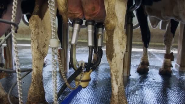 Büyük bir süt çiftliğinde ineklerin sağılma süreci — Stok video