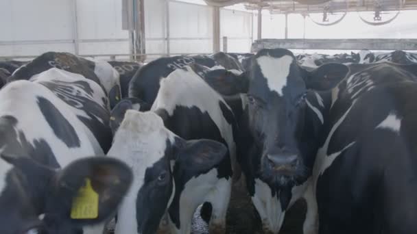 Cows wating to be milked in a large dairy farm, milk production — Stock Video