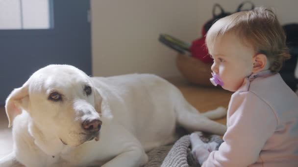 Bébé mignon caressant un grand chien blanc — Video