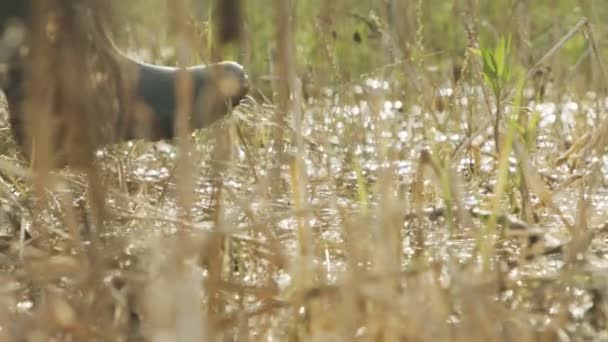 Langzame beweging van een man die door wetlands loopt en modder draagt met hoge laarzen. — Stockvideo