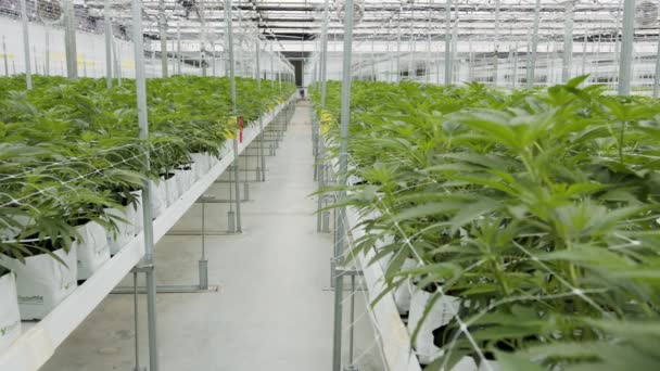 Medizinische Cannabispflanzen wachsen unter kontrollierten Bedingungen in einem großen Gewächshaus — Stockvideo