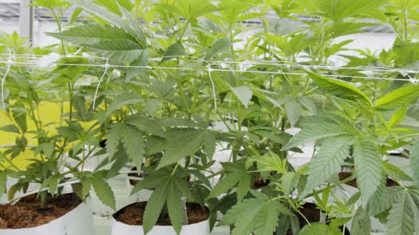 Ιατρικά φυτά κάνναβης που αναπτύσσονται υπό ελεγχόμενες συνθήκες σε ένα μεγάλο θερμοκήπιο — Αρχείο Βίντεο