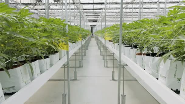 Plantes de cannabis médical poussant dans des conditions contrôlées dans une grande serre — Video