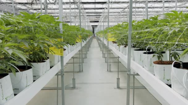 Медицинские растения каннабиса, растущие в контролируемых условиях в большой теплице — стоковое видео