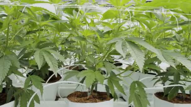 Plantas medicinales de cannabis que crecen bajo condiciones controladas en un gran invernadero — Vídeo de stock