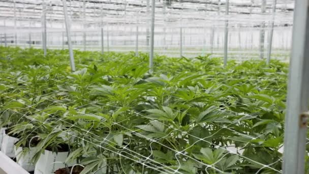 Zdravotnické rostliny konopí rostoucí v řízených podmínkách ve velkém skleníku — Stock video