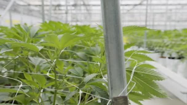 Plantas medicinales de cannabis que crecen bajo condiciones controladas en un gran invernadero — Vídeos de Stock