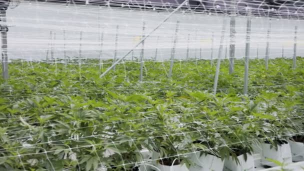 在大温室受控条件下种植的医用大麻植物 — 图库视频影像
