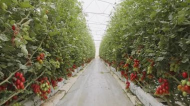 Domates bitkileri kontrollü koşullar altında büyük ölçekli bir serada büyüyorlar.