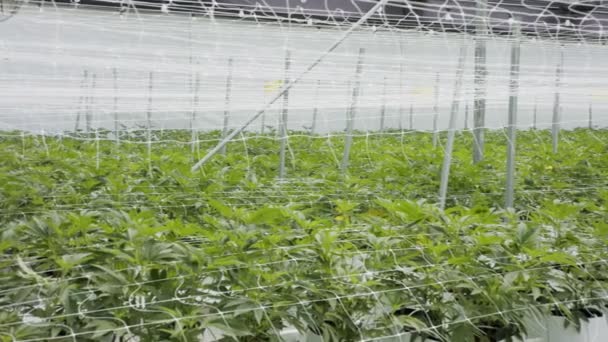 Plantas medicinales de cannabis que crecen bajo condiciones controladas en un gran invernadero — Vídeos de Stock