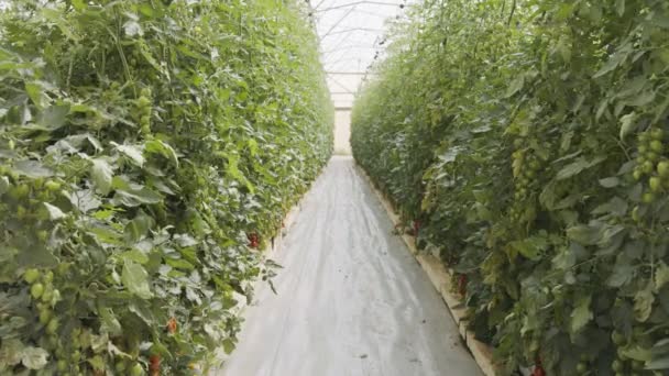 Rośliny pomidorów rosnące w szklarni na dużą skalę w kontrolowanych warunkach — Wideo stockowe