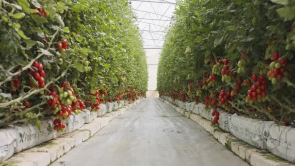 Plantas de tomate que crecen en invernadero a gran escala en condiciones controladas — Vídeos de Stock