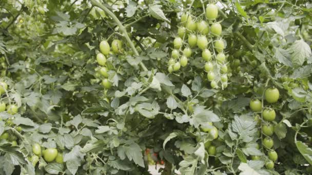 Tomatplantor som växer i stor skala i växthus under kontrollerade förhållanden — Stockvideo