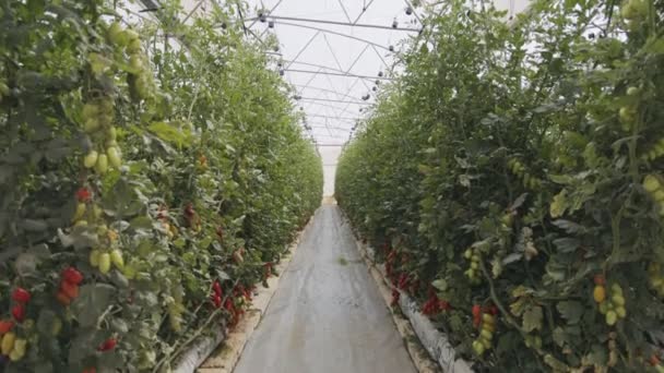 Rośliny pomidorów rosnące w szklarni na dużą skalę w kontrolowanych warunkach — Wideo stockowe