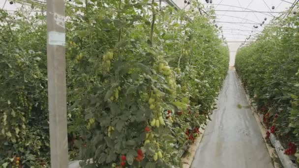 Plantas de tomate crescendo em estufa em larga escala sob condições controladas — Vídeo de Stock