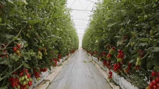 Tomato plants growing in a large scale greenhouse under controlled conditions — Stock Video