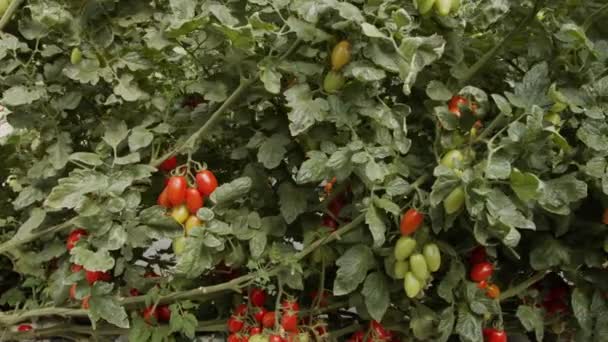 在受控条件下大规模温室生长的番茄植物 — 图库视频影像