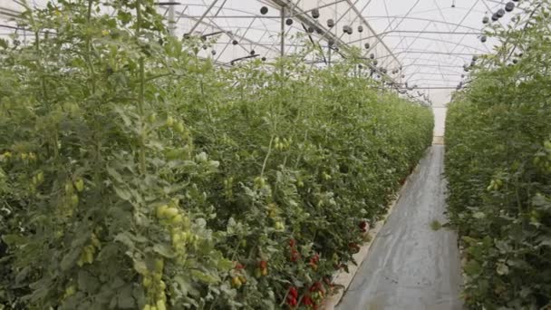 Plantele de roșii care cresc într-o seră la scară largă în condiții controlate — Videoclip de stoc