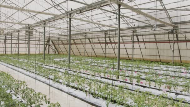 Jonge tomatenplanten die onder gecontroleerde omstandigheden op grote schaal in een kas groeien — Stockvideo