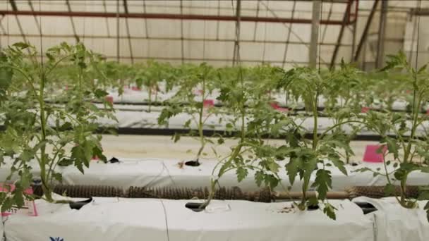Молодые растения помидоров, растущие в крупной теплице в контролируемых условиях — стоковое видео