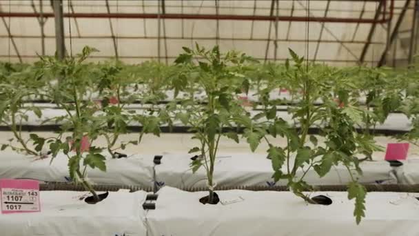 Młode rośliny pomidorów rosnące w szklarni na dużą skalę w kontrolowanych warunkach — Wideo stockowe