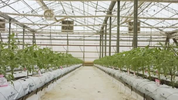 Giovani piante di pomodoro che crescono in serra su larga scala in condizioni controllate — Video Stock