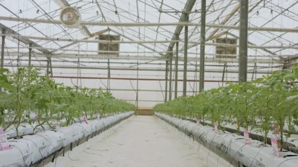 Young Tomato plants growing in a large scale greenhouse under controlled conditions — Stock Video