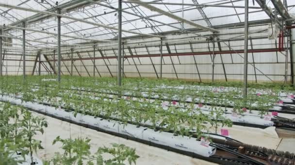 Genç domates bitkileri kontrollü koşullar altında büyük ölçekli bir serada büyüyorlar. — Stok video