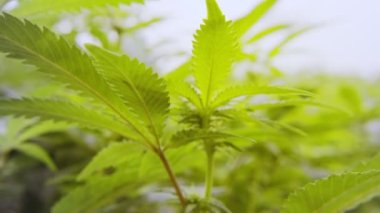 Bir seranın içinde yetişen tıbbi kenevir bitkilerini kapatın.