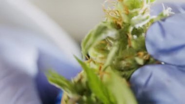 Büyüyen bir serada tıbbi kenevirin makro görüntüsü