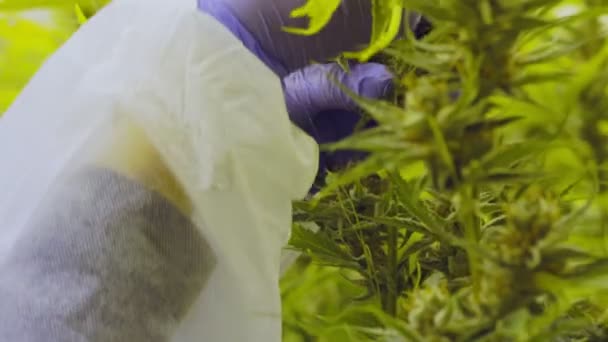 Закройте глаза на медицинские растения конопли, растущие внутри теплицы — стоковое видео